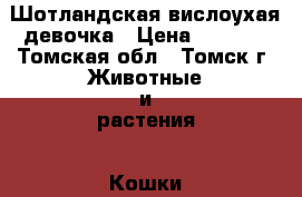 Шотландская вислоухая девочка › Цена ­ 1 000 - Томская обл., Томск г. Животные и растения » Кошки   